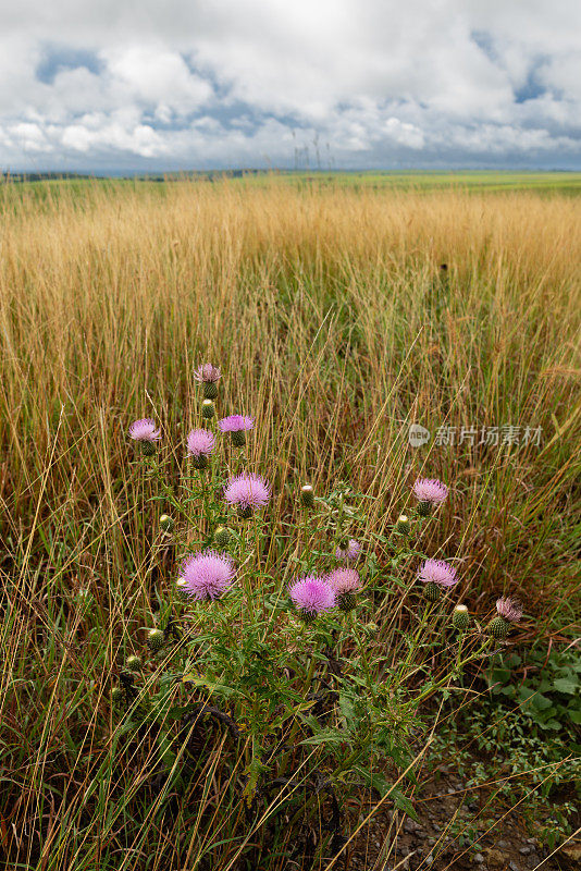 草原蓟(Cirsium hilli)，高草草原，OK